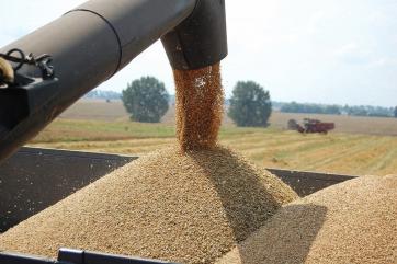 Россия заняла второе место в мире по экспорту зерновых – Минсельхоз